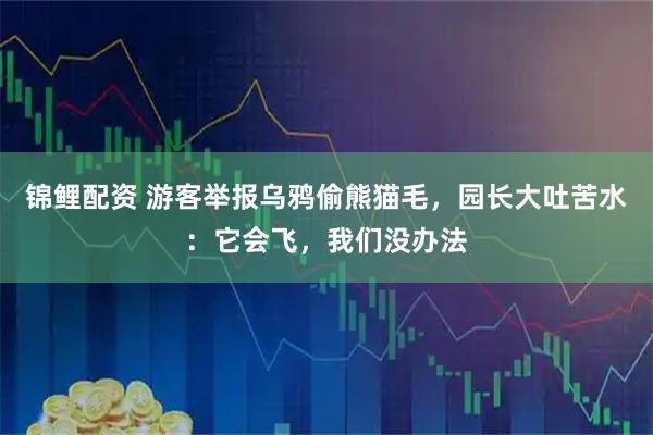 锦鲤配资 游客举报乌鸦偷熊猫毛,园长大吐苦水:它会飞,我们没办法